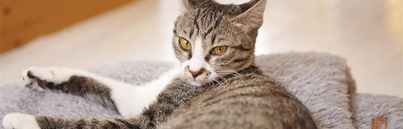 探秘美国硬毛猫的魅力(一窥这个独特品种的起源) 探秘美国硬毛猫的魅力(一窥这个独特品种的起源)