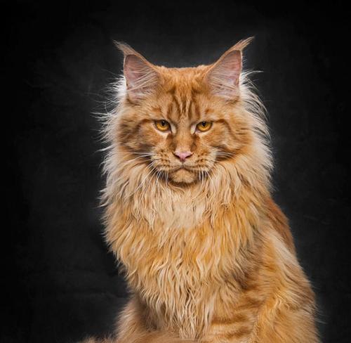 探秘美国硬毛猫的魅力(一窥这个独特品种的起源) 探秘美国硬毛猫的魅力(一窥这个独特品种的起源)