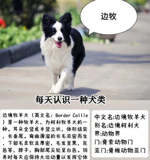 圣诞节期间边牧幼犬的价格是多少?购买圣诞边牧幼犬需要注意什么? 圣诞节期间边牧幼犬的价格是多少?购买圣诞边牧幼犬需要注意什么?