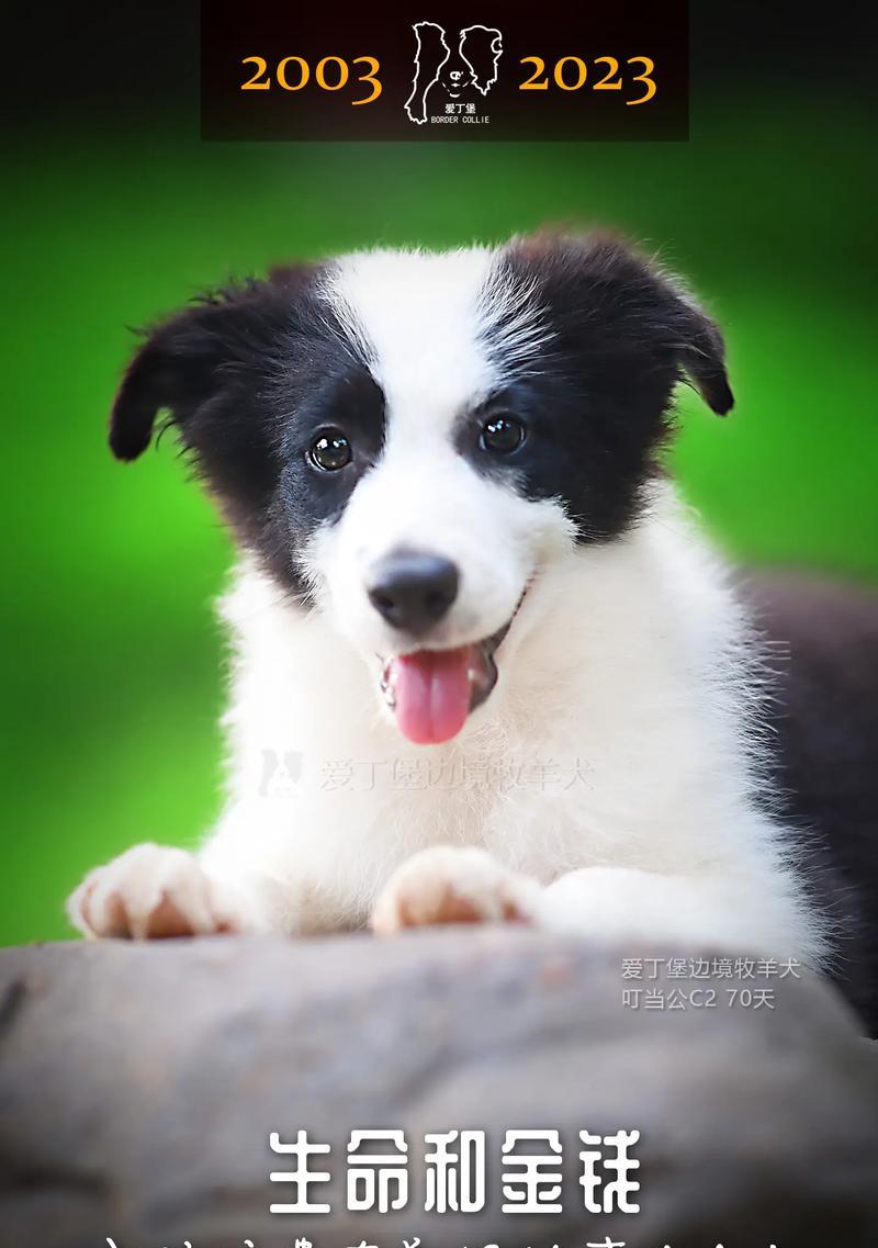 圣诞节期间边牧幼犬的价格是多少?购买圣诞边牧幼犬需要注意什么? 圣诞节期间边牧幼犬的价格是多少?购买圣诞边牧幼犬需要注意什么?