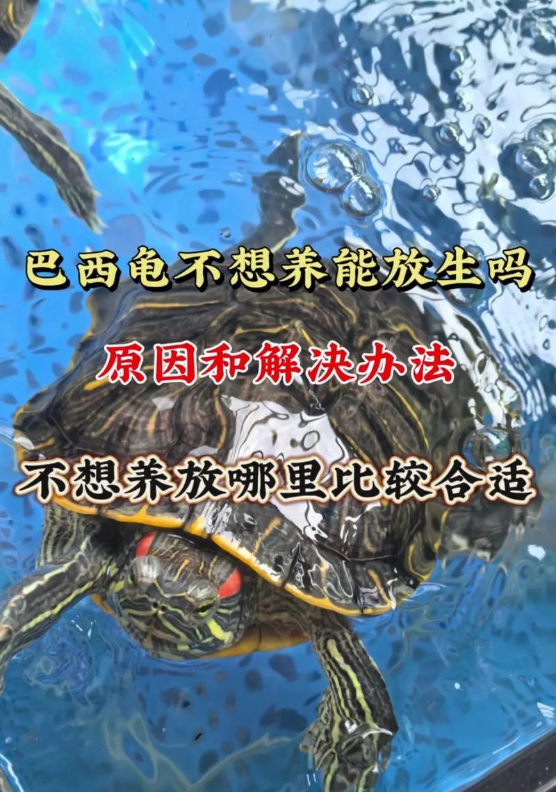 巴西龟怎么养?巴西龟可爱吗?养龟新手需要注意什么? 巴西龟怎么养?巴西龟可爱吗?养龟新手需要注意什么?