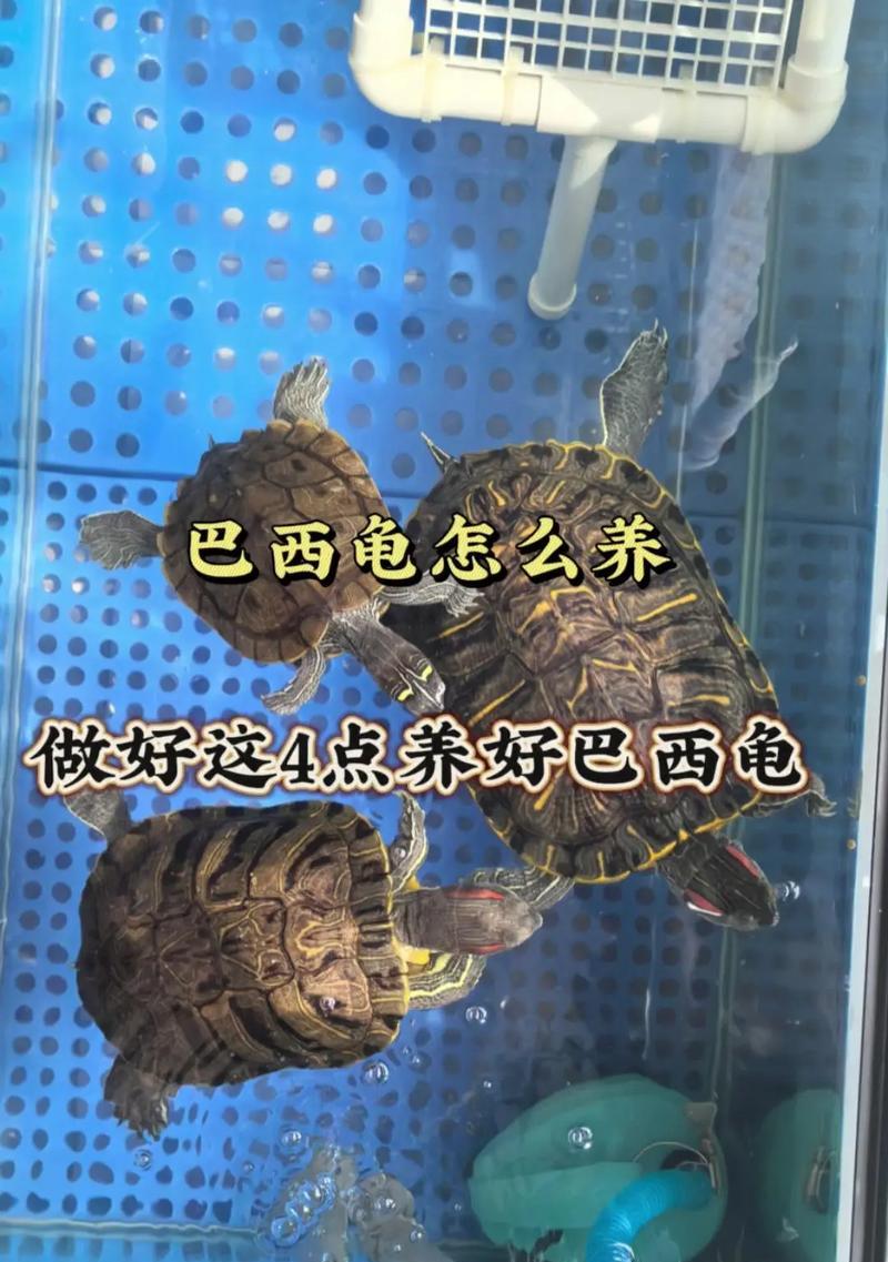 巴西龟怎么养?巴西龟可爱吗?养龟新手需要注意什么? 巴西龟怎么养?巴西龟可爱吗?养龟新手需要注意什么?