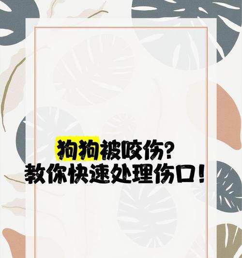 狗狗伤口痒如何处理？有哪些安全的处理方法？