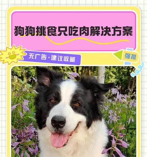 狗狗可以吃卤肉吗？狗狗吃卤肉的利弊是什么？