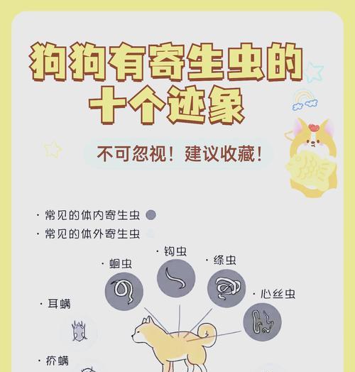 狗狗体内有虫子如何处理？预防措施是什么？