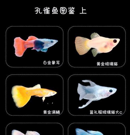 孔雀鱼彩色绿色卵代表什么?是否正常? 孔雀鱼彩色绿色卵代表什么?是否正常?