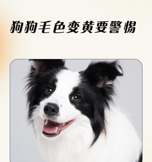纯种金毛幼犬毛色发黄怎么办？可能的原因是什么？