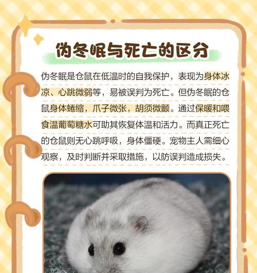 遛仓鼠的人是什么心理状态?他们通常寻求什么样的陪伴? 遛仓鼠的人是什么心理状态?他们通常寻求什么样的陪伴?