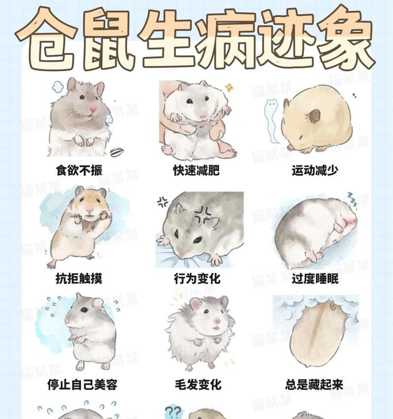 遛仓鼠的人是什么心理状态?他们通常寻求什么样的陪伴? 遛仓鼠的人是什么心理状态?他们通常寻求什么样的陪伴?