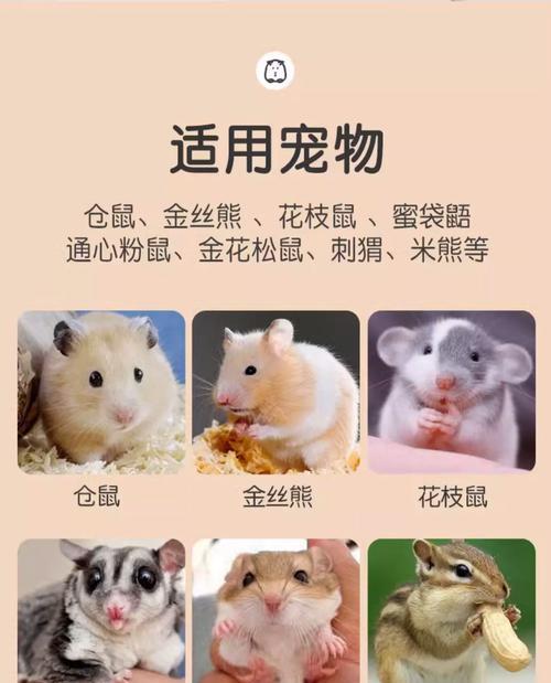 怎么买到大号仓鼠呢？在哪里可以购买到大号的仓鼠？