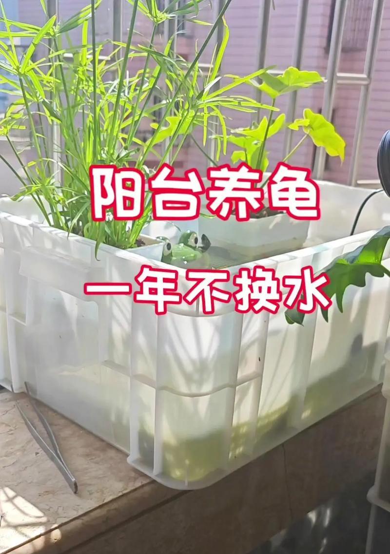 巴西龟裸缸的布置技巧有哪些?如何创造适宜的环境? 巴西龟裸缸的布置技巧有哪些?如何创造适宜的环境?