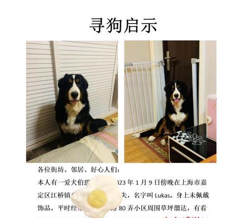 榆次地区狗狗走失后的寻找和处理方法? 榆次地区狗狗走失后的寻找和处理方法?