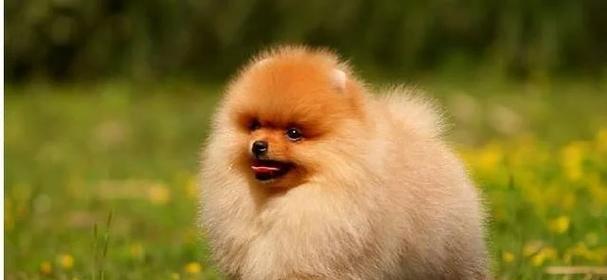 博美犬毛发生长周期有多长？