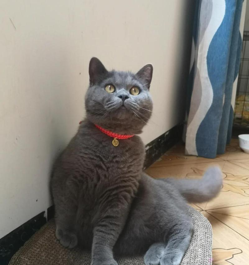 小猫脖子红红的是怎么回事?需要带它去看兽医吗? 小猫脖子红红的是怎么回事?需要带它去看兽医吗?