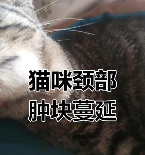 小猫脖子红红的是怎么回事?需要带它去看兽医吗? 小猫脖子红红的是怎么回事?需要带它去看兽医吗?