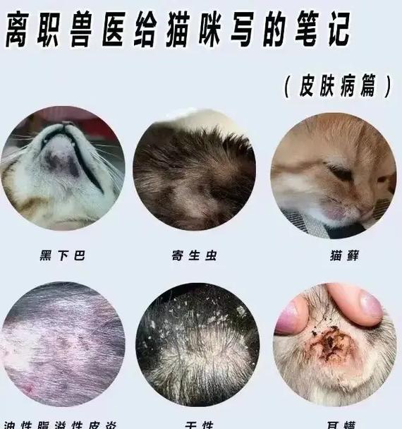 小猫脖子红红的是怎么回事?需要带它去看兽医吗? 小猫脖子红红的是怎么回事?需要带它去看兽医吗?