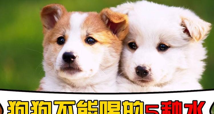 狗狗能否安全地饮用先锋霉素(宠物主人必须知道的关于先锋霉素的常识) 狗狗能否安全地饮用先锋霉素(宠物主人必须知道的关于先锋霉素的常识)