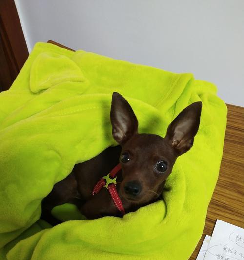 救救我的小鹿犬——如何让瘦弱的宠物恢复健康（小鹿犬太瘦了怎么办）