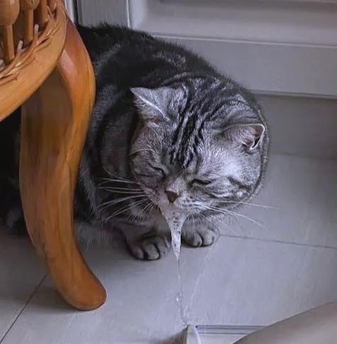 猫咪喝完牛奶上吐该如何应对（避免让宠物猫咪过度饮用牛奶）