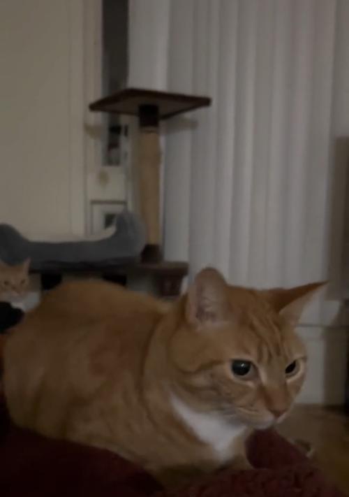 小猫会弹什么？有哪些有趣的技能？