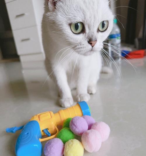小猫会弹什么？有哪些有趣的技能？