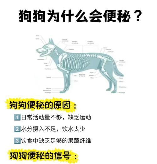 柴犬食量控制与便秘问题如何解决？