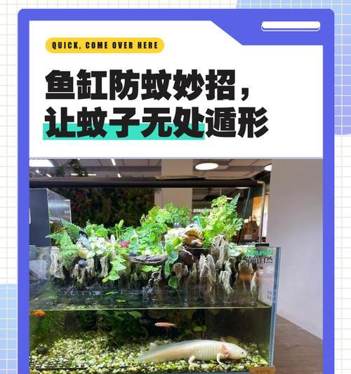 鱼缸出现蚊子应该用什么药?如何有效去除鱼缸中的蚊子? 鱼缸出现蚊子应该用什么药?如何有效去除鱼缸中的蚊子?