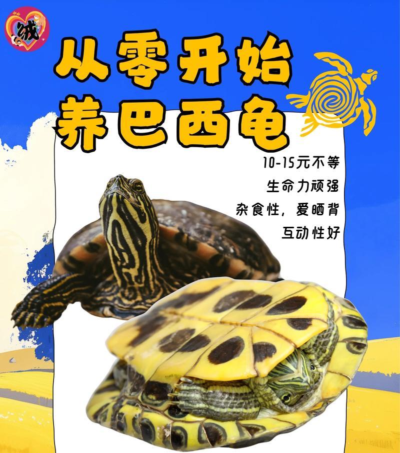 巴西龟可以吃意大利面吗?正确的喂食方法是什么? 巴西龟可以吃意大利面吗?正确的喂食方法是什么?