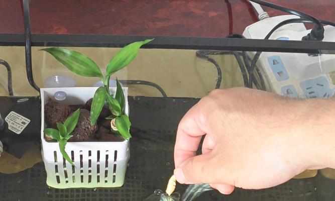 巴西龟可以吃意大利面吗?正确的喂食方法是什么? 巴西龟可以吃意大利面吗?正确的喂食方法是什么?