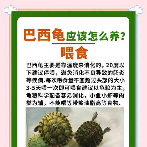 巴西龟可以吃意大利面吗?正确的喂食方法是什么? 巴西龟可以吃意大利面吗?正确的喂食方法是什么?