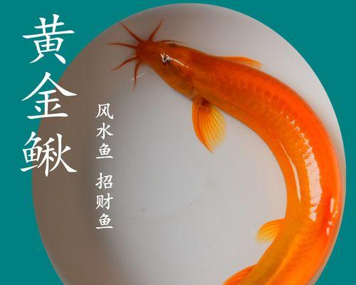 泥鳅咬伤孔雀鱼后如何处理？