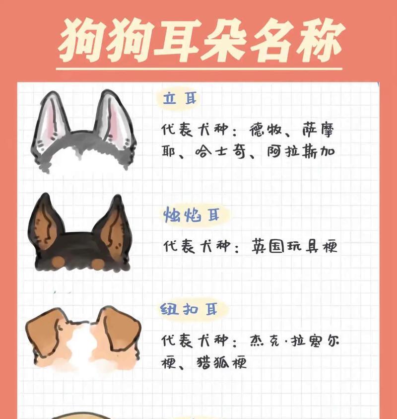 如何为你的宠物狗狗正确清洁耳朵（一步步指导）