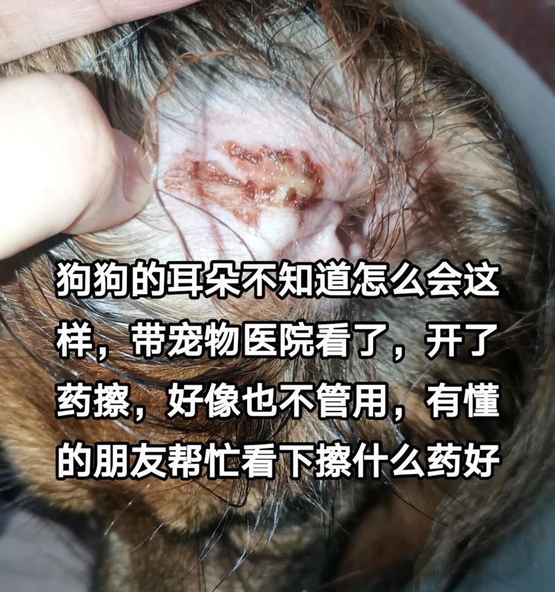 如何为你的宠物狗狗正确清洁耳朵(一步步指导) 如何为你的宠物狗狗正确清洁耳朵(一步步指导)