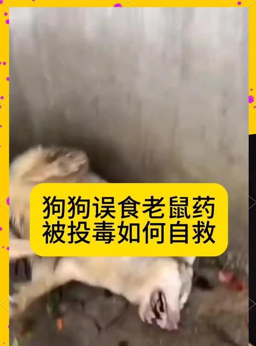 狗狗误食过量虫药怎么办？如何进行急救？