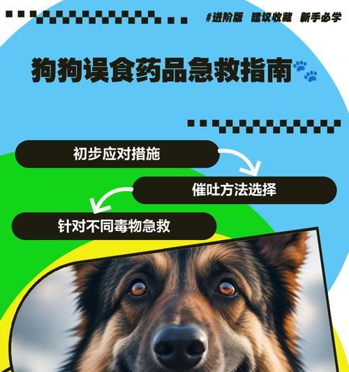 狗狗误食过量虫药怎么办?如何进行急救? 狗狗误食过量虫药怎么办?如何进行急救?