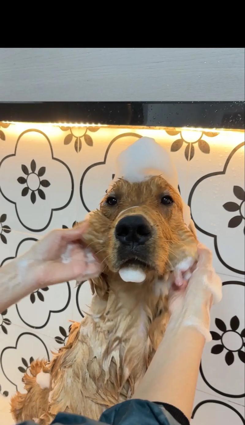 狗狗洗澡的最佳时间和方法（了解你的宠物如何享受洗澡过程）
