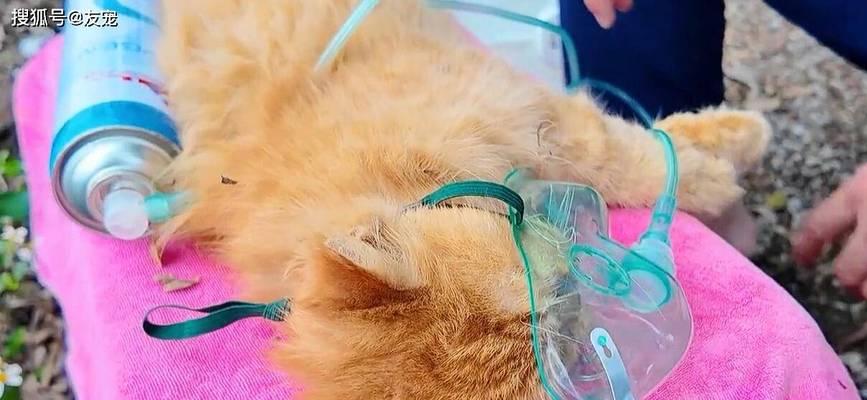 宠物小猫中毒救急指南（紧急处理方法与预防措施）