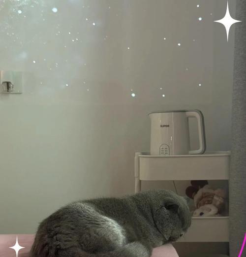 小猫咪后退动不了的原因及处理方法（以宠物为主）