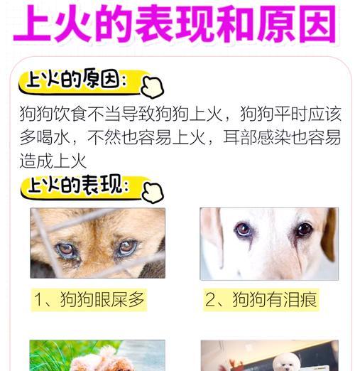 狗狗上火什么症状?狗狗上火的常见表现和处理方法是什么? 狗狗上火什么症状?狗狗上火的常见表现和处理方法是什么?