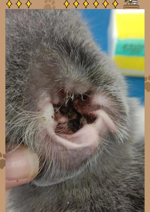 小猫得耳螨的原因及应对方法（宠物小猫耳螨症状详解）