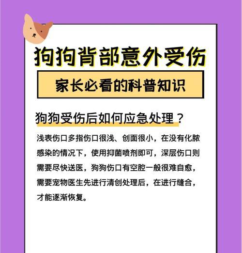 狗狗划伤后应该怎么办？如何进行紧急处理？