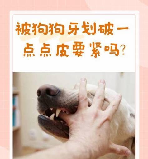 狗狗划伤后应该怎么办?如何进行紧急处理? 狗狗划伤后应该怎么办?如何进行紧急处理?