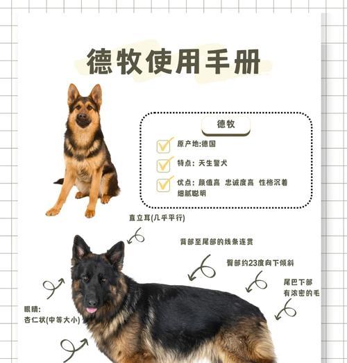 文安地区德牧幼犬的售价是多少？购买时应考虑哪些因素？