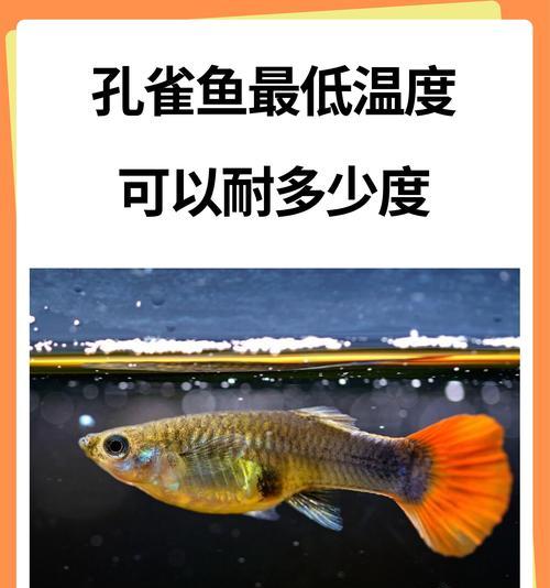 小精灵鱼吸孔雀鱼怎么回事?这种行为对鱼群有何影响? 小精灵鱼吸孔雀鱼怎么回事?这种行为对鱼群有何影响?
