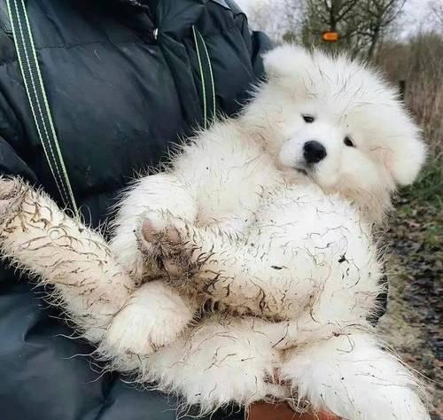 狗狗脾脏白色之谜(揭开狗狗脾脏白色的奥秘) 狗狗脾脏白色之谜(揭开狗狗脾脏白色的奥秘)
