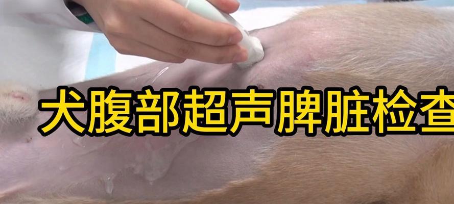 狗狗脾脏白色之谜(揭开狗狗脾脏白色的奥秘) 狗狗脾脏白色之谜(揭开狗狗脾脏白色的奥秘)