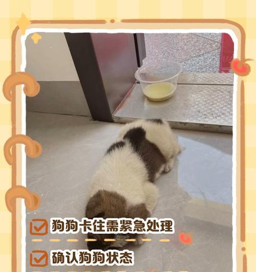 狗狗卡住异物时的紧急处理方法？