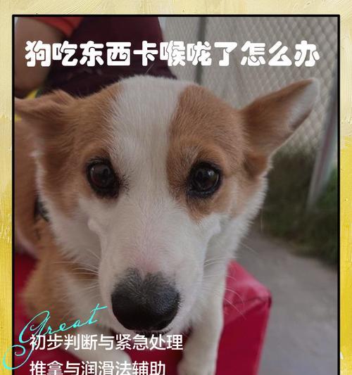 狗狗卡住异物时的紧急处理方法？