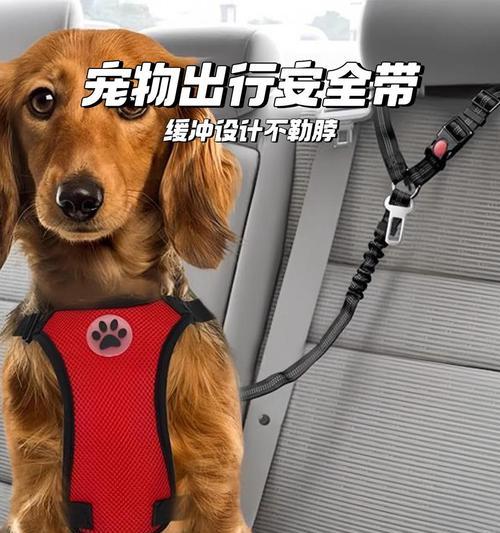 狗狗旅行时如何安全带回家?需要准备哪些物品? 狗狗旅行时如何安全带回家?需要准备哪些物品?