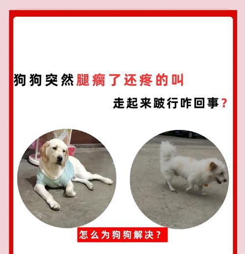 狗狗腿摔肿了怎么办(宠物主人必备的急救知识) 狗狗腿摔肿了怎么办(宠物主人必备的急救知识)